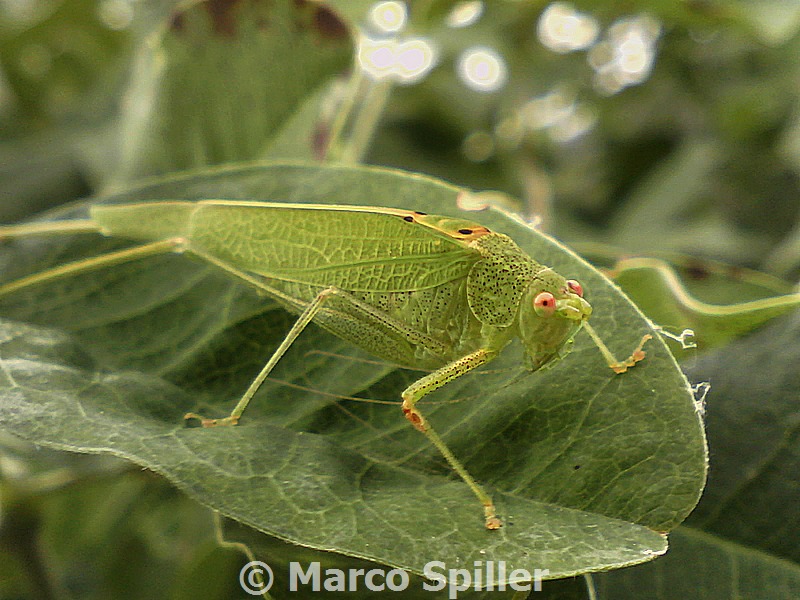 Phaneroptera falcata, o no ?